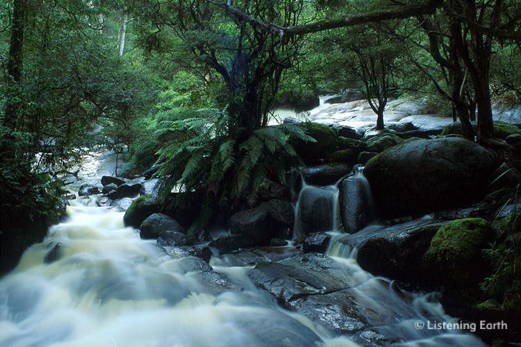 Murrindindi cascades, in the hill forests east of Melbourne, Victroia