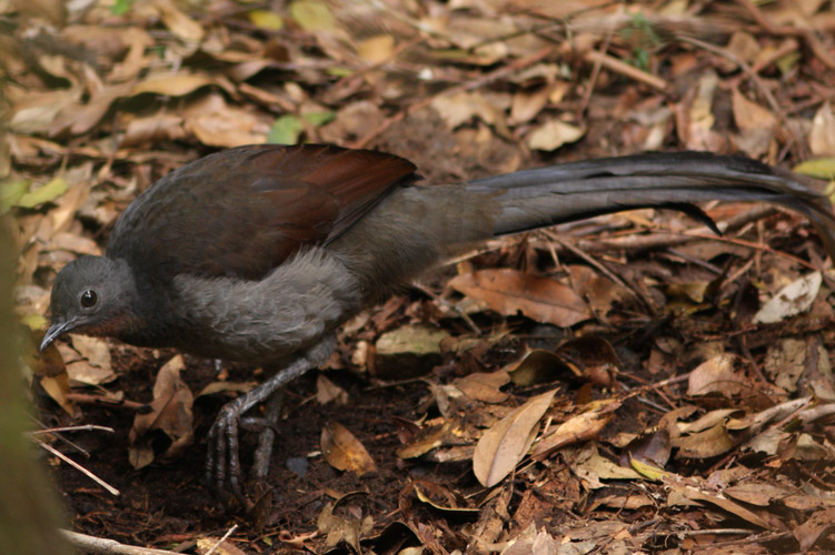 Superb Lyrebird scratching for insects on the forest floor, <i>Menura novaehollandiae</i>