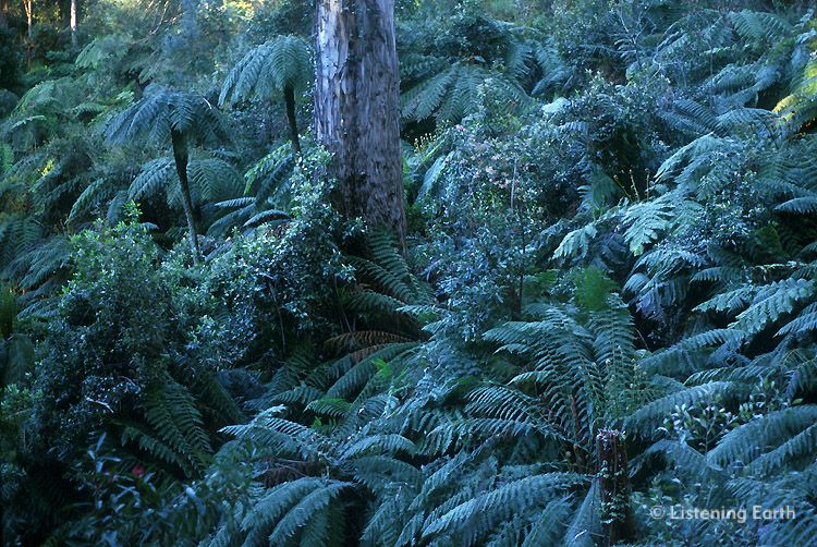 Waratah and tree fern understory in the Ellery Creek catchment, a pristine area now protected from clearfell logging