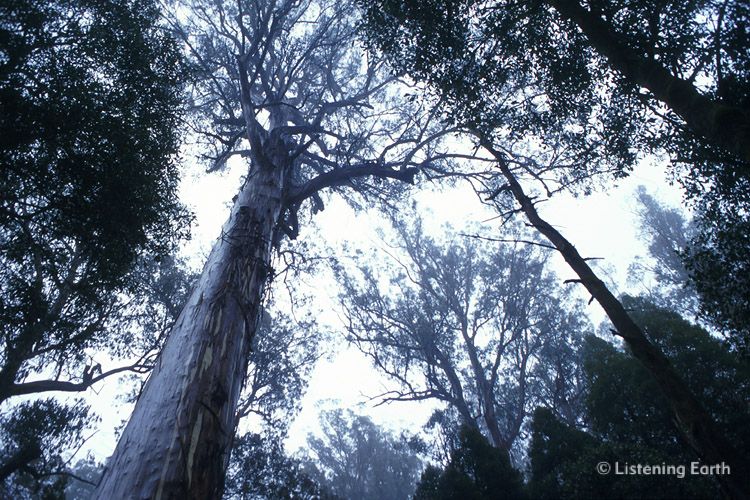 Emergent: an ancient Mountain Ash tree, <i>Eucalyptus regnens</i>, towers over surrounding forest