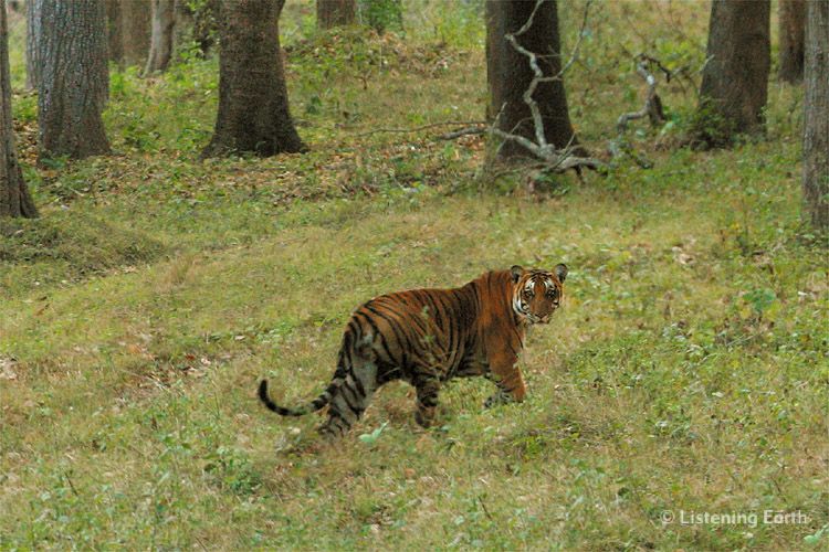 Bengal Tiger, <i>Panthera tigris</i>