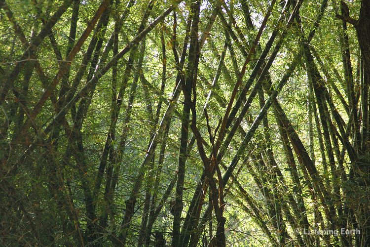 Stand of mature bamboo