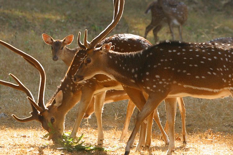 Spotted Deer, or Chital, <i>Axis axis</i>, a common inhabitant of India's forests