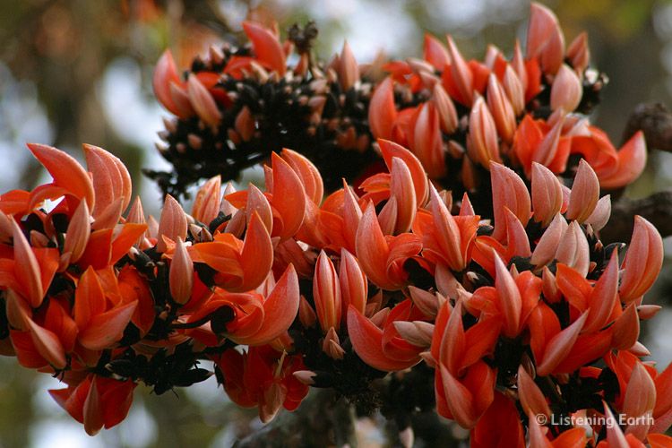 Tiger's Claw: flowers of the Indian Coral Tree, <i>Erythrina variegata</i>