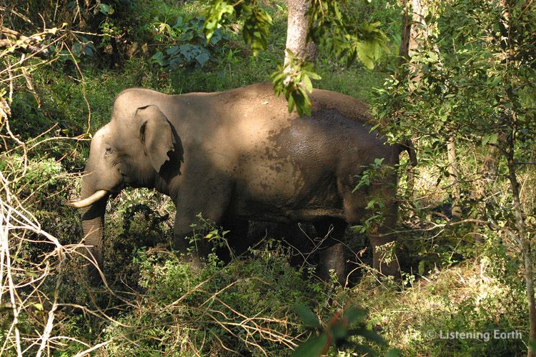 Tusker: a male Indian Elephant, <i>Elephas maximus indicus</i>