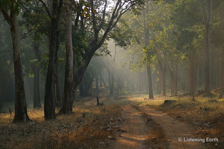 Forest road through Nagarahole