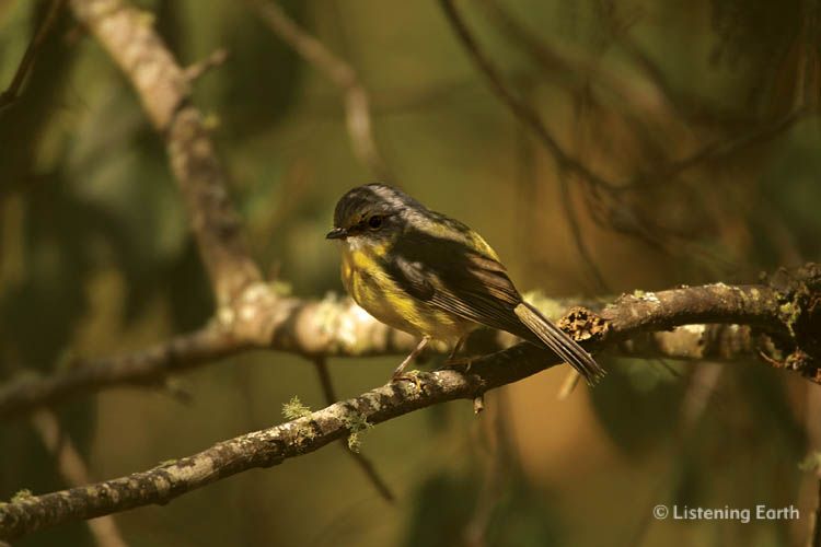Eastern Yellow Robin, <i>Eopsaltria australia</i> in late afternoon light