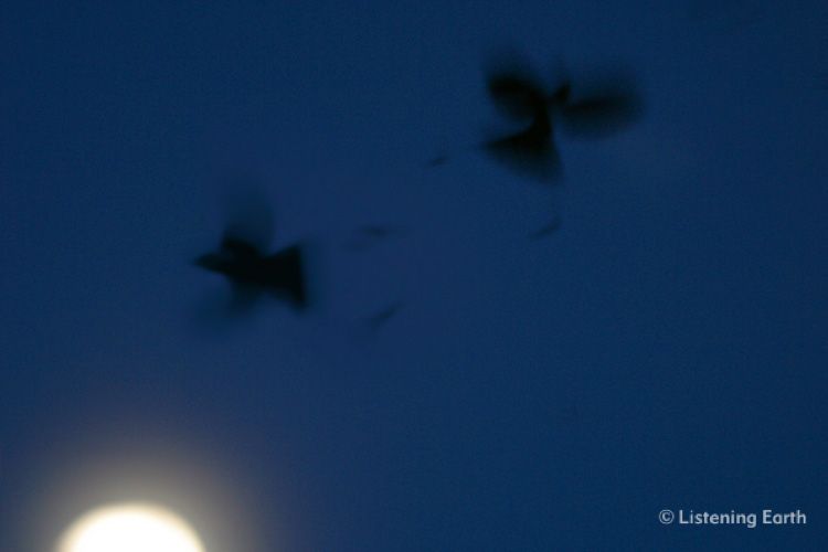 Greater Racket-tailed Drongos, <i>Dicrurus paradiseus</i> perform a dusk flight display by moonlight