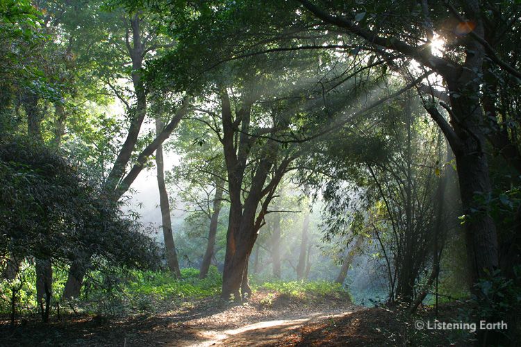 The recording location: Satkosia forest, Orissa