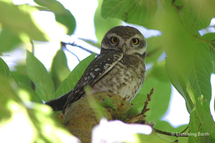 Forest Owlet, <i>Athene blewitti</i> roosting