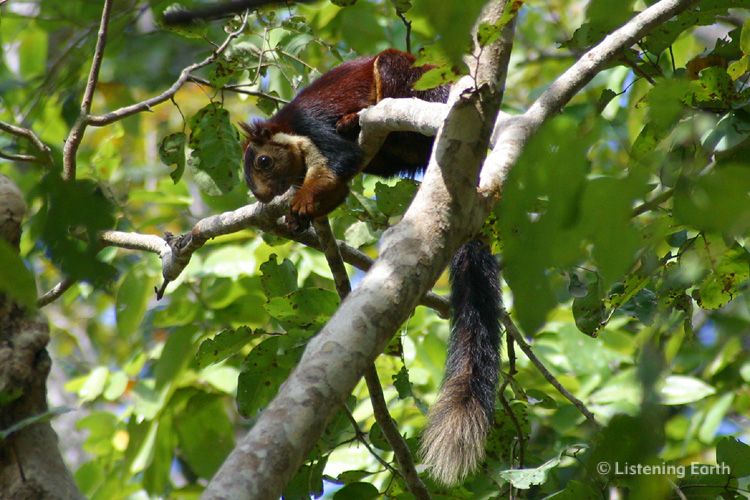 Indian Giant Squirrel, <i>Ratufa indica</i>
