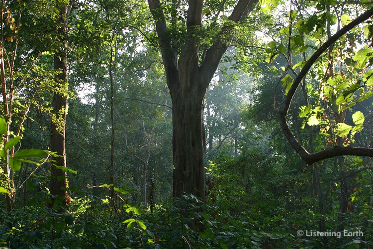 Forest of Satkosia Gorge Wildlife Reserve, Orissa