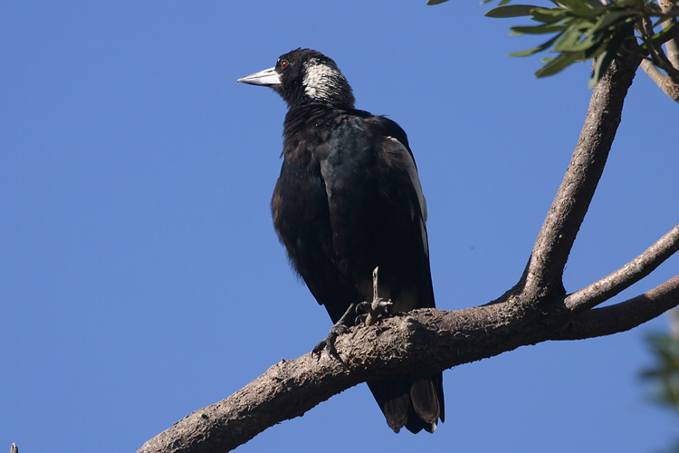 Black-backed Magpie, <i>Gymnorhina tibicen</i> at its singing perch