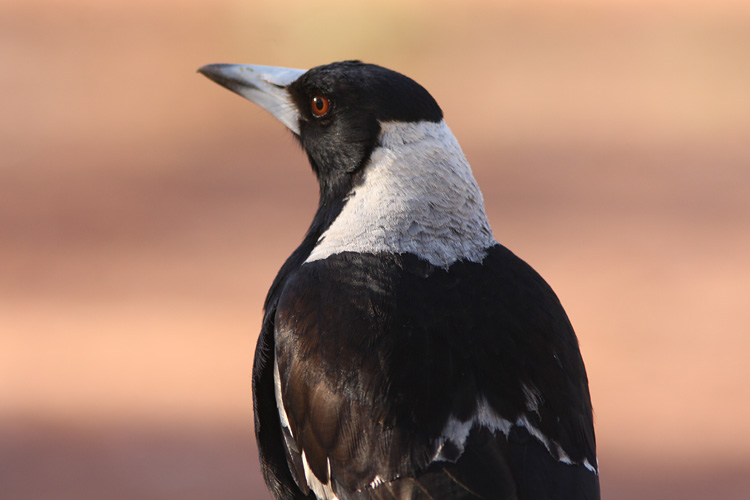 Black-backed Magpie, <i>Gymnorhina tibicen</i>