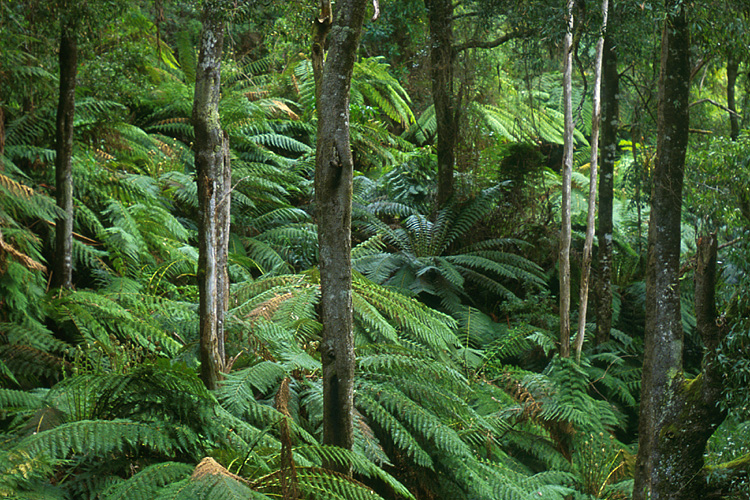 Lyrebird country - a hillside of tree ferns