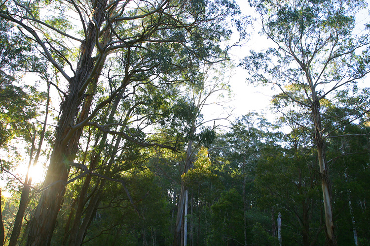 Coastal and range eucalypt forests: habitat of choice for Bell Miners