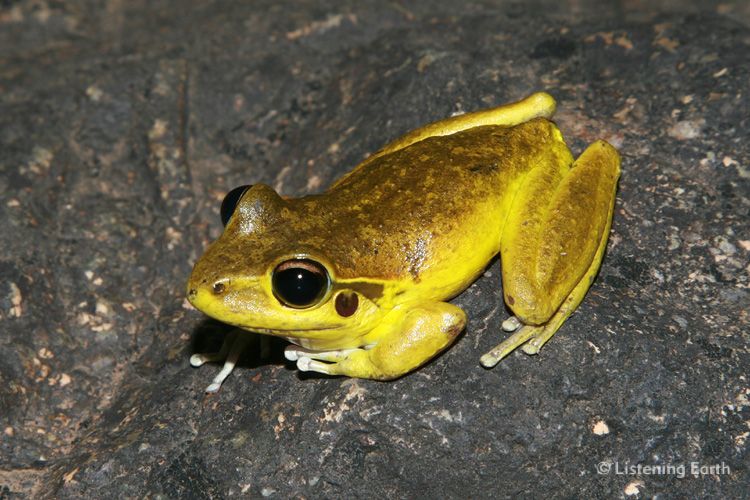 The beautifully-coloured Stoney-Creek Frog, <i>Litoria wilcoxi</i>