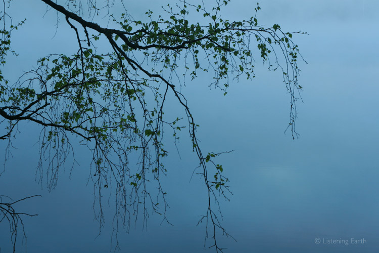 Birch branch silhouetted against the lake waters and swirling mists