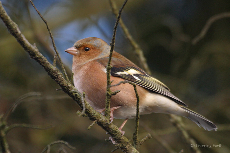 The male Chaffinch