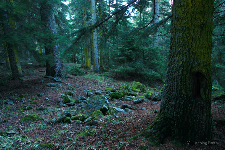 Under the dense pine canopy, only moss grows on the forest floor