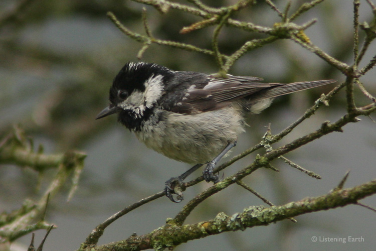 Coal Tit, a common inhabitant of these woodlands