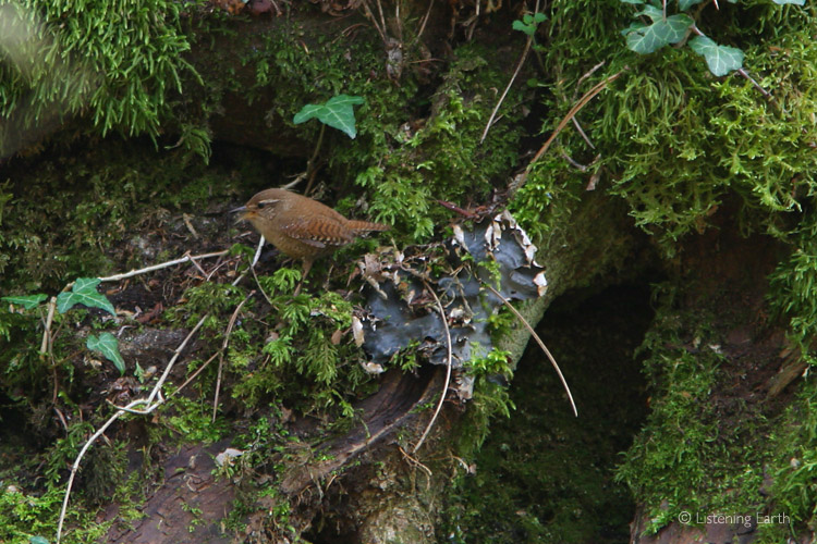 A wren sings loudly while patroling the forest floor