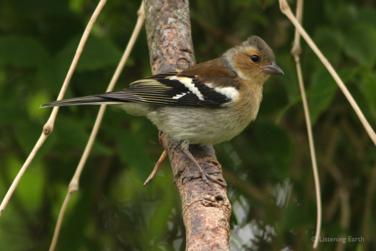 The female Chaffinch