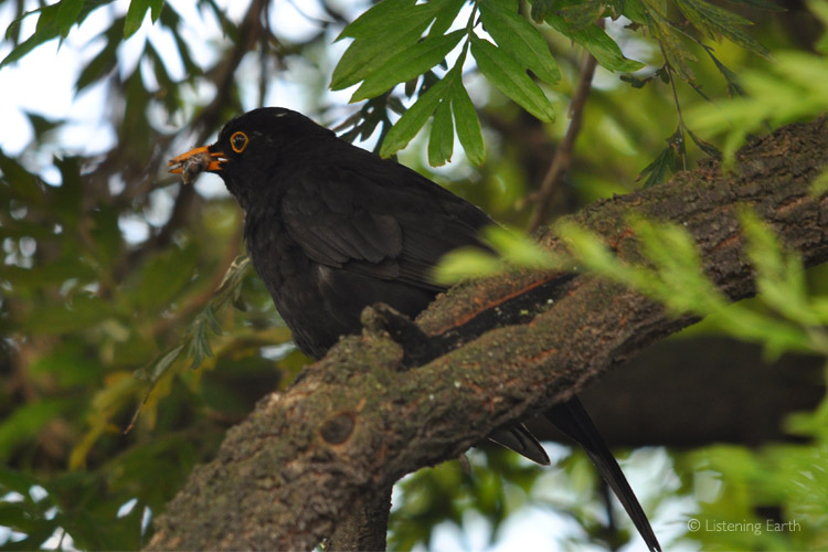 Blackbird - one of the first voices of the dawn chorus