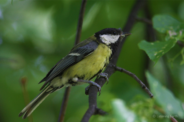 A Great Tit, one of spring's dominant voices