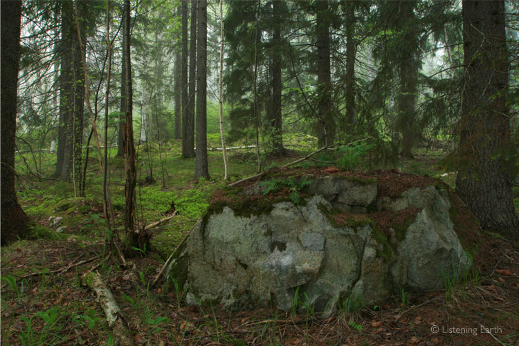 Understory of the Boreal forest