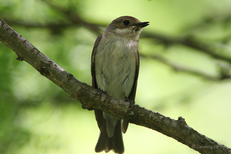 A Grey Flycatcher perches quietly in the forest midstory