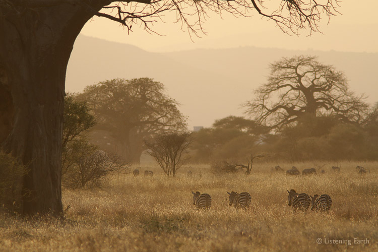 A group of Zebra walk past a huge baobab in morning light