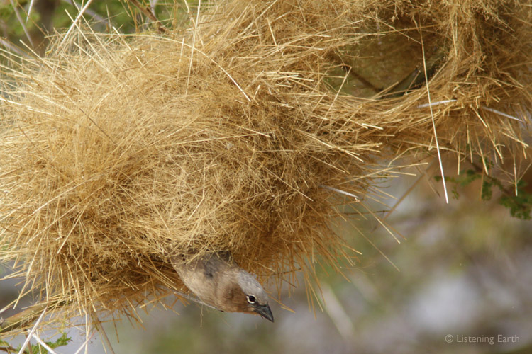 A Grey-capped Social Weaver about to fly from its nest entrance