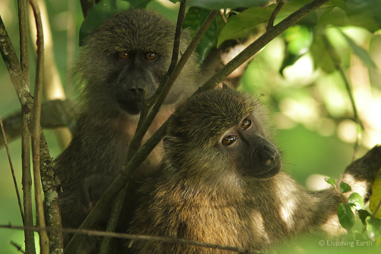 A young pair of Baboons gaze out from their forest home