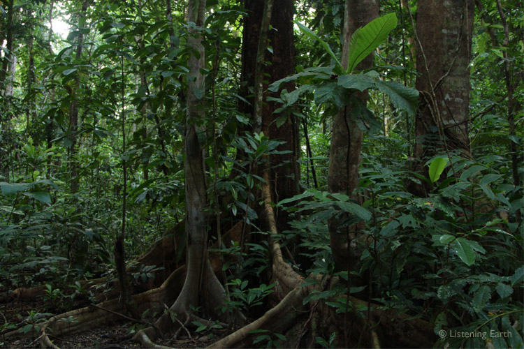 Tetepare's forests have never been logged, and are now protected by the local community