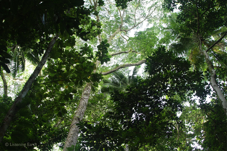 Looking up into the rainforest canopy