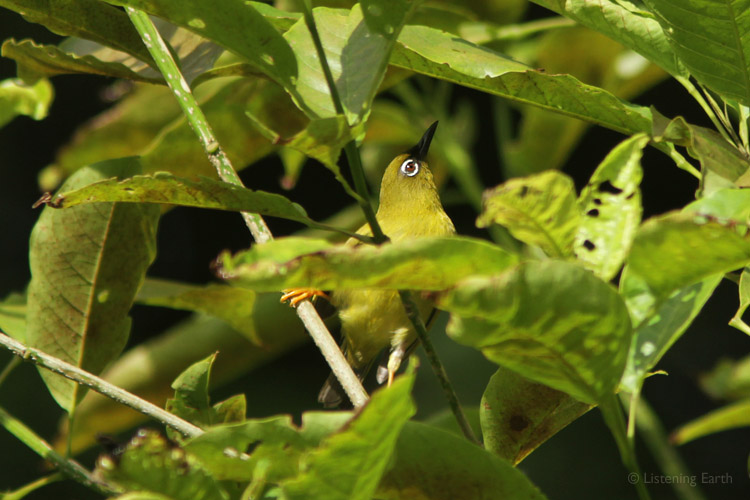 The Solomon Islands White-eye, <i>Zosterops kulambangrae</i>, </br> is a lowland species, and quite widely distributed
