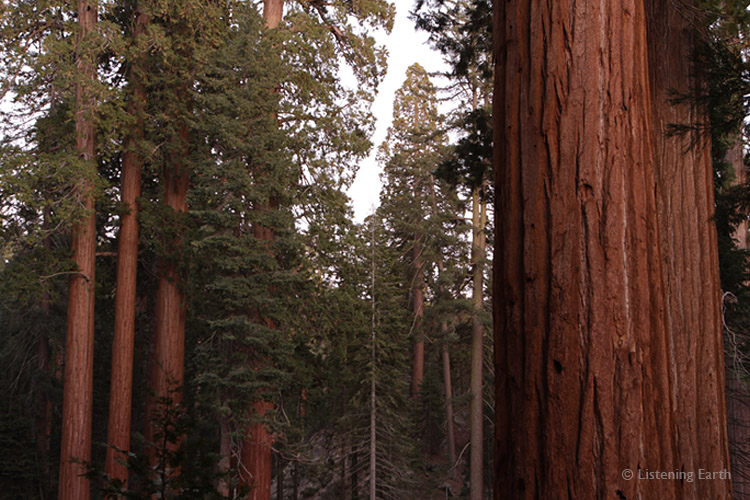 Sequoias in the afterglow of sunset