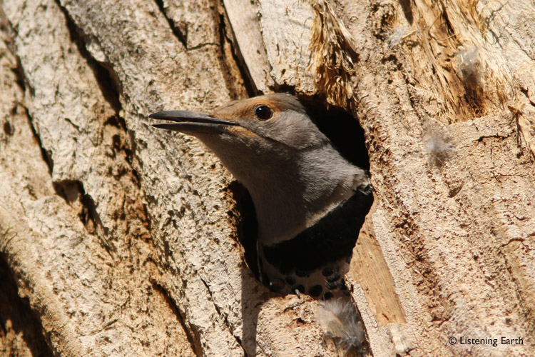 A female Northern Flicker looks out from its nesting hollow.