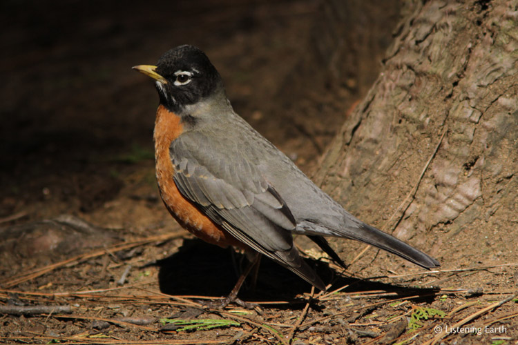 American Robin foraging on the forest floor