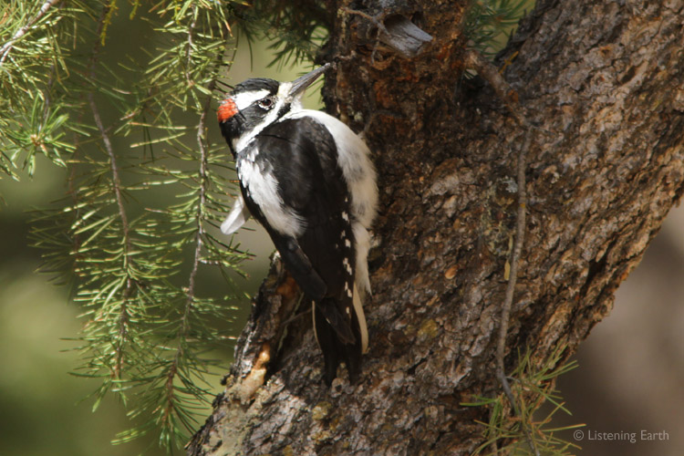 One of the smaller woodpeckers; the Hairy Woodpecker