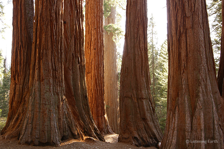 Late afternoon light brings a cinnamon glow from this group of Sequoias.