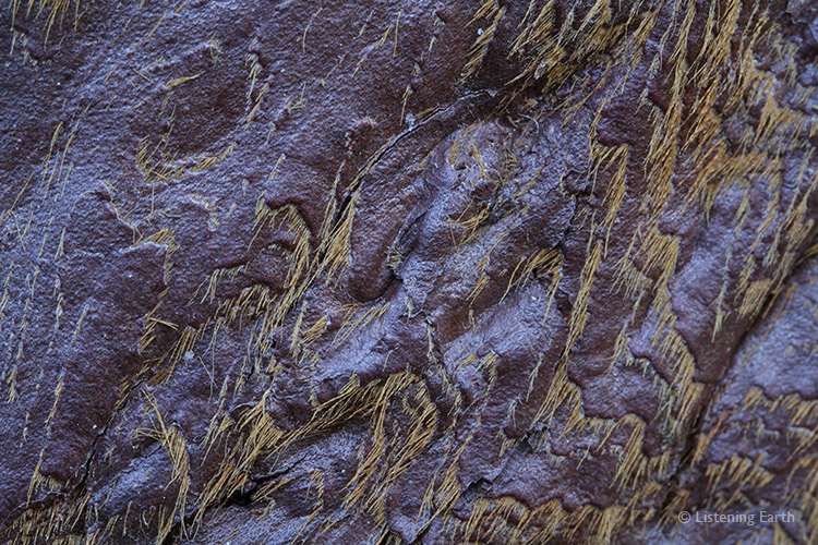 Sequoia bark detail