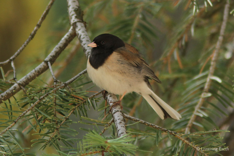 Dark-eyed Juncos are common in the lower story of the forest.