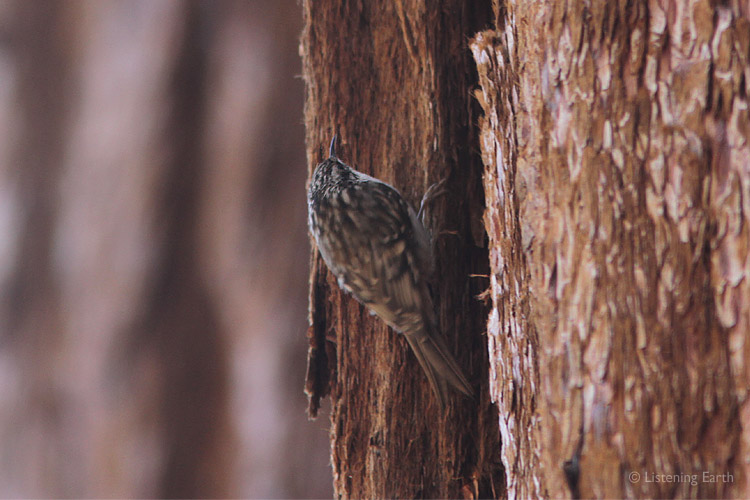 One of the higher-pitched voices in the grove; a Brown Creeper