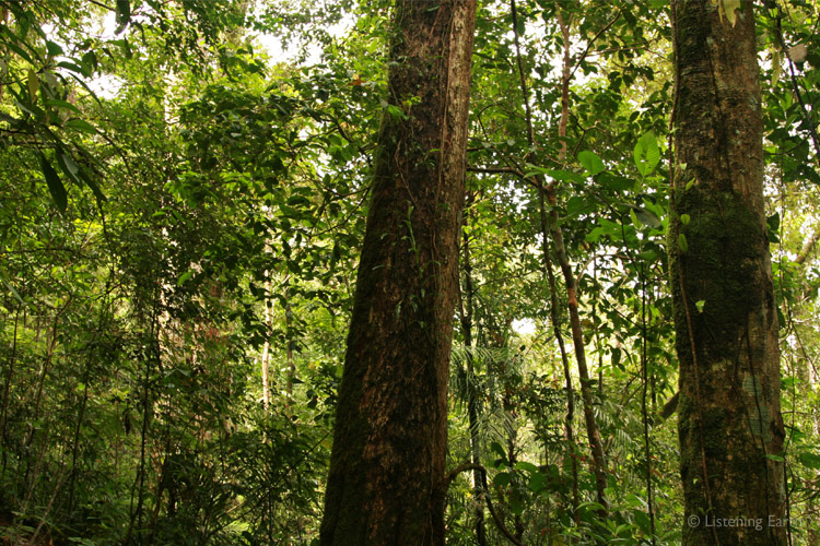 The abundant tangle of vegetation found in Malaysia's mountain rainforests