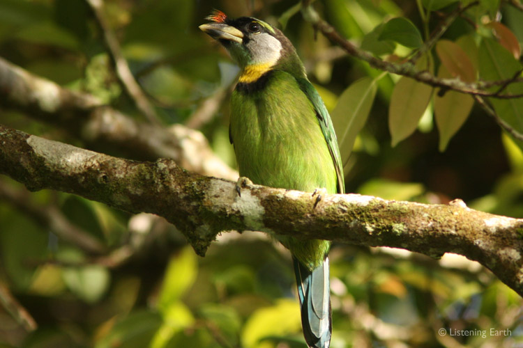 For us, the signature species of these forests, the unique Fire-tufted Barbet