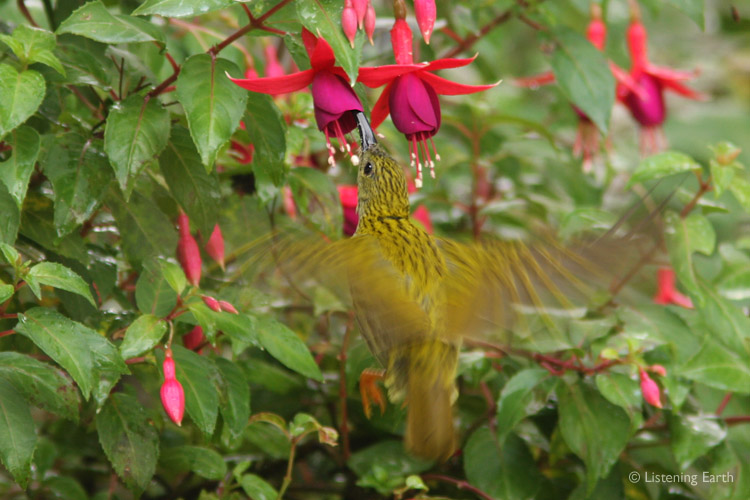 A Streaked Spiderhunter, taking advantage of the local flower gardens