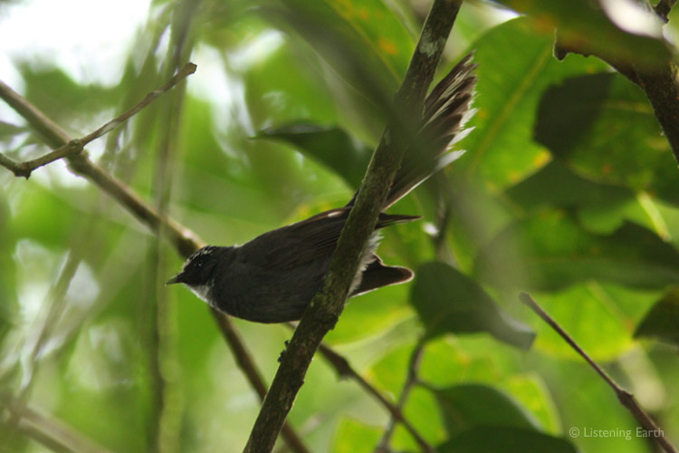 An animated White-throated Fantail flits around the forest midstory