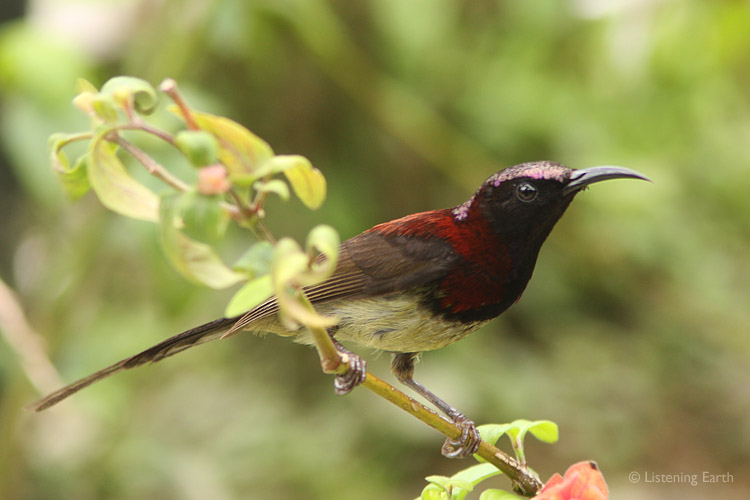 Irridescent plumage and long tail shafts of a Black-throated Sunbird